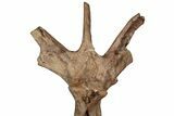 Triceratops Dorsal Vertebra On Stand - Montana #202241-7